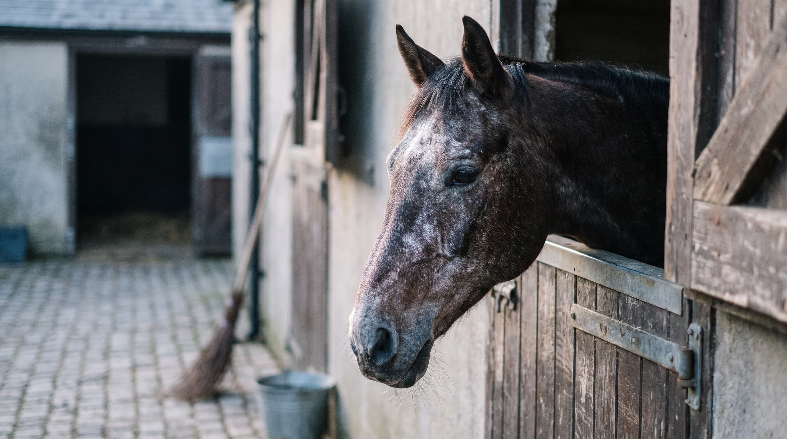 Un vieux cheval bai foncé à la tête grisonnante qui regarde par-dessus une porte d'écurie usée par le temps vers une cour pavée, un balai et un seau contre le mur derrière lui.