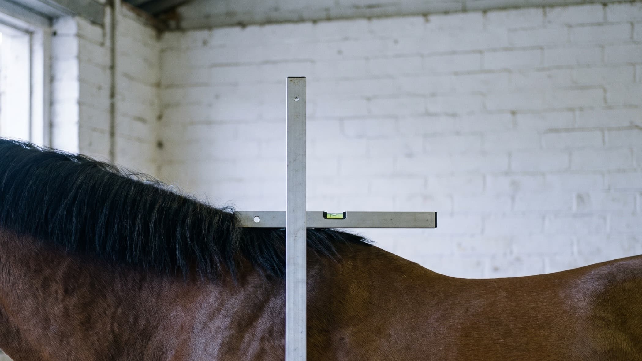 Une toise en aluminium posée bien droite à côté d'un cheval bai dans une écurie blanchie à la chaux, sa potence à niveau sur le garrot, là où s'arrête la crinière noire.